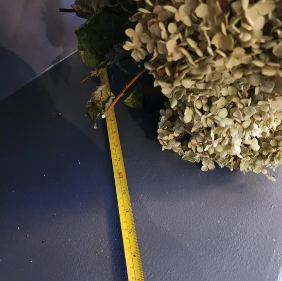 Very Fragile Annabelle Hydrangeas Over 5 Stems - Picture 7 of 7